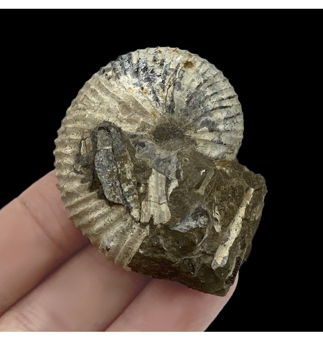 Cretaceous Heteromorphic Ammonite from The Pierre Shales, USA (SKU A2752):- Hoploscaphites brevis