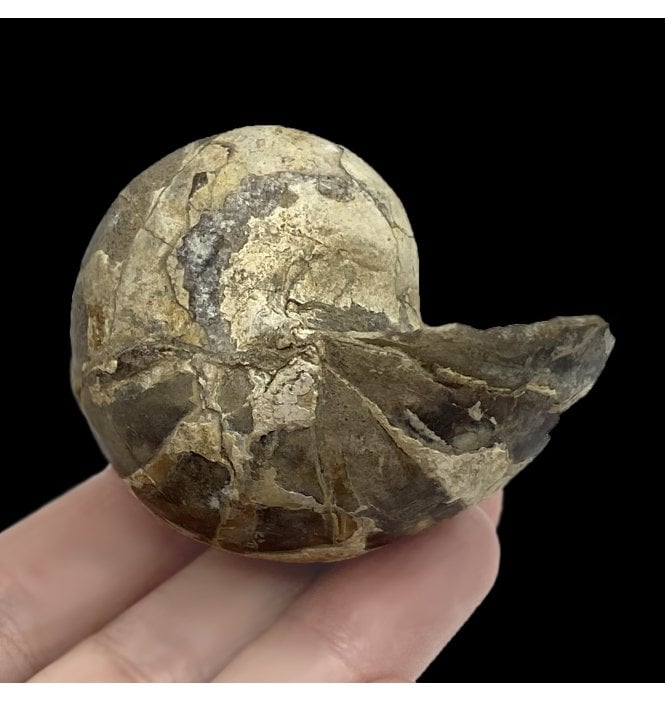 Cretaceous Heteromorphic Nautilus from South Dakota, USA (SKU OF2256):- Eutrephoceras dekayi