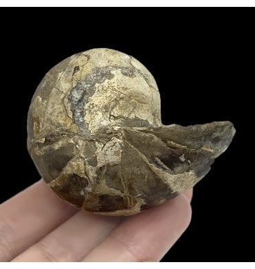 Cretaceous Heteromorphic Nautilus from South Dakota, USA (SKU OF2256):- Eutrephoceras dekayi