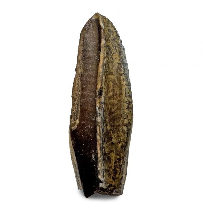 Cretaceous Lambeosaurid/Hadrosaur Tooth from Montana, USA (SKU V8537):- Corythosaurus cf. casuarius