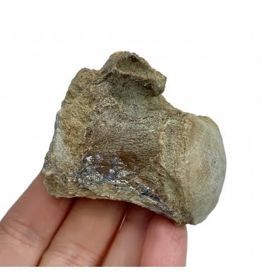 Cretaceous Marine Reptile (Mosasaurus) Vertebra from Niobrara Formation, USA (SKU V2848):- Mosasaurus sp.