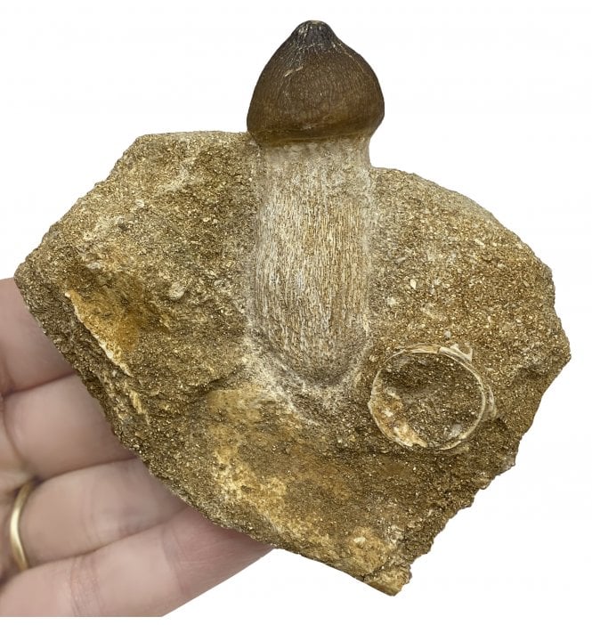 Cretaceous Mosasaur Crushing Tooth from Morocco (SKU V5839):- Globidens phosphaticus