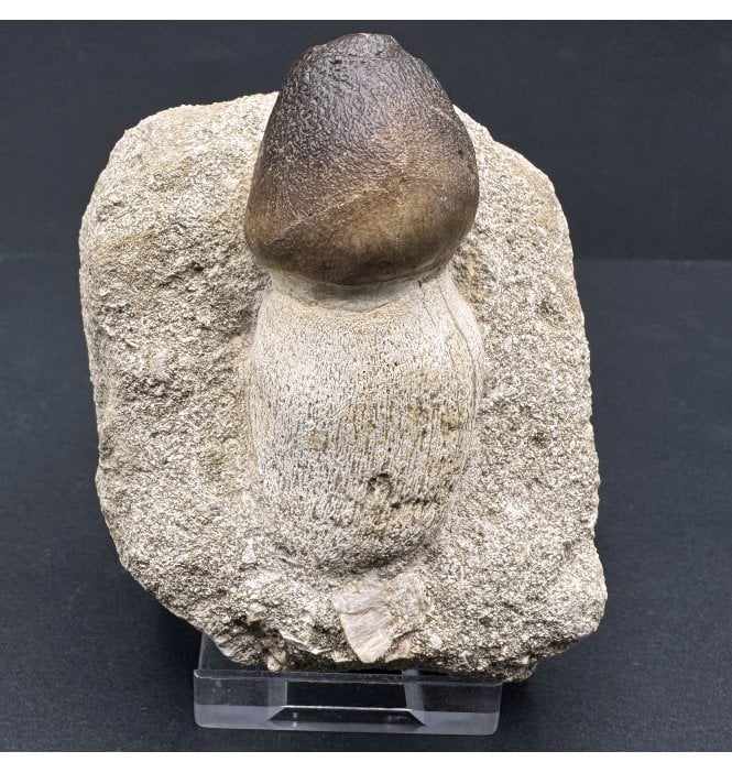 Cretaceous Mosasaur Crushing Tooth from Morocco (SKU V7214):- Globidens phosphaticus