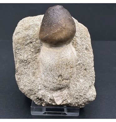 Cretaceous Mosasaur Crushing Tooth from Morocco (SKU V7214):- Globidens phosphaticus