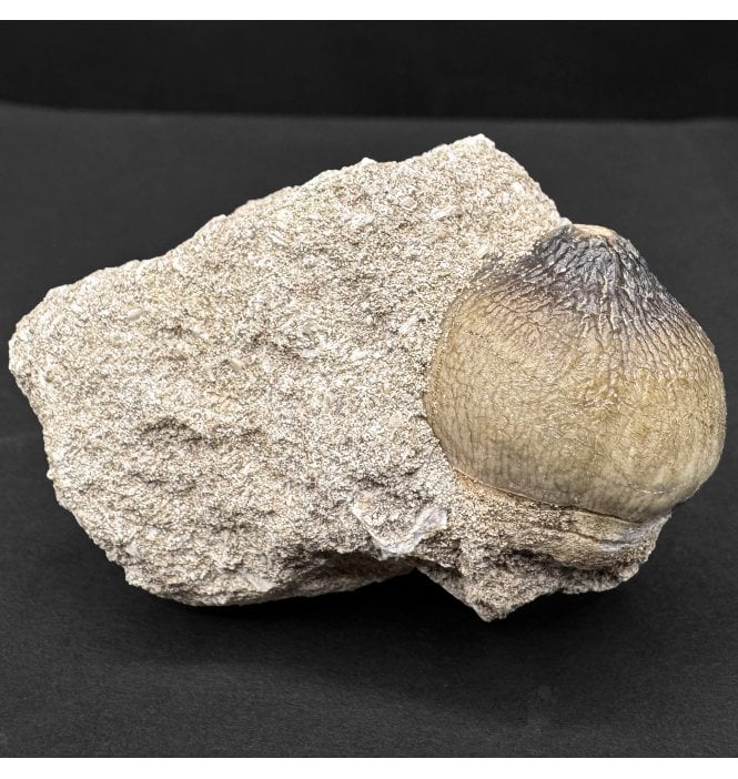 Cretaceous Mosasaur Crushing Tooth from Morocco (SKU V8134):- Globidens phosphaticus