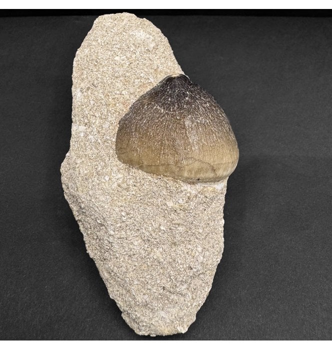 Cretaceous Mosasaurus Crushing Tooth from Morocco (SKU V8032):- Globidens phosphaticus
