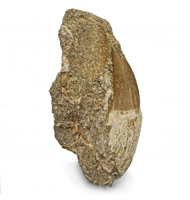 Cretaceous Mosasaurus Tooth from Morocco (SKU V7505):- Eremiasaurus heterodontus