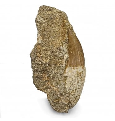 Cretaceous Mosasaurus Tooth from Morocco (SKU V7505):- Eremiasaurus heterodontus