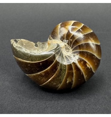 Cretaceous Nautilus from Madagascar (SKU OF4466):- Cenoceras sp
