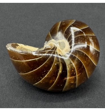 Cretaceous Nautilus from Madagascar (SKU OF4467):- Cenoceras sp