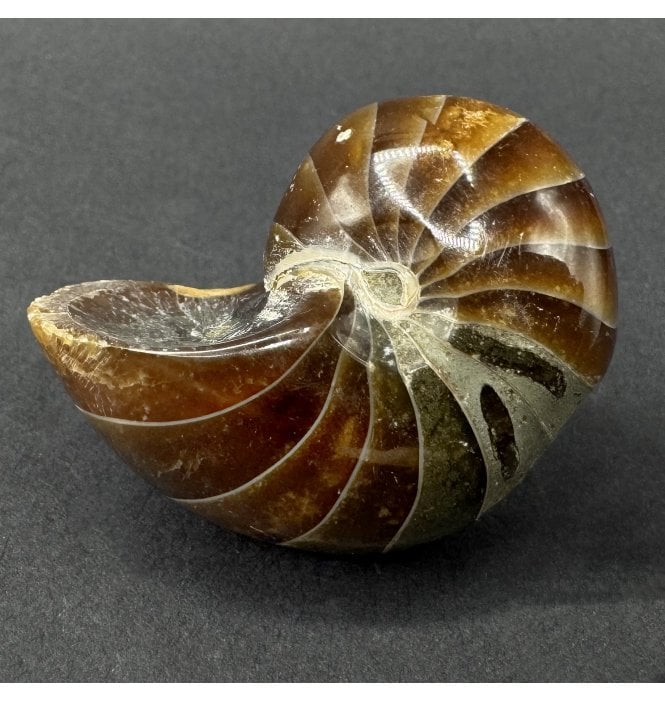 Cretaceous Nautilus from Madagascar (SKU OF4474):- Cenoceras sp