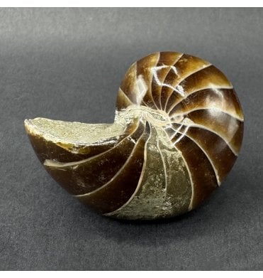 Cretaceous Nautilus from Madagascar (SKU OF4475):- Cenoceras sp