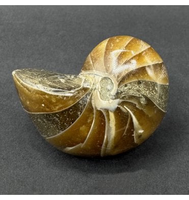 Cretaceous Nautilus from Madagascar (SKU OF4476):- Cenoceras sp