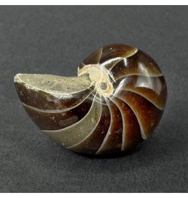 Cretaceous Nautilus from Madagascar (SKU OF4477):- Cenoceras sp