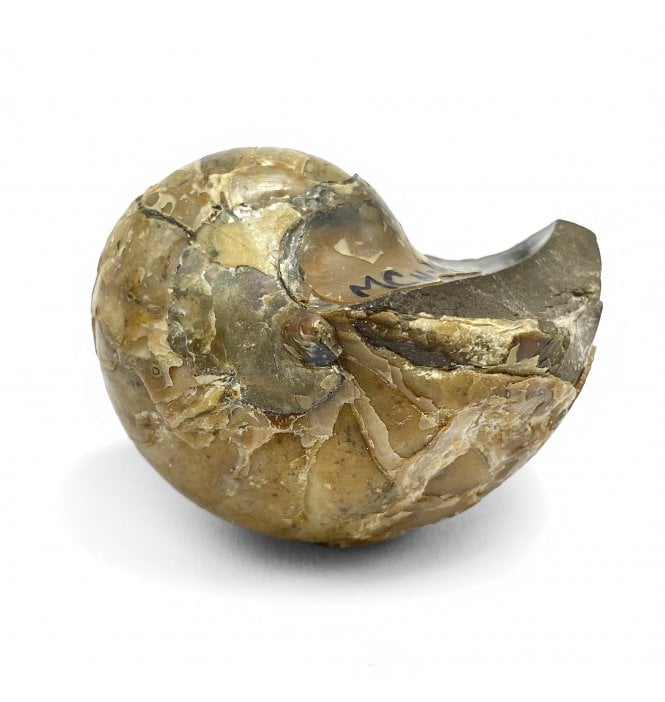 Cretaceous Nautilus from South Dakota, USA (SKU OF1799):- Eutrephoceras dekayi