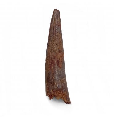 Cretaceous Ornithocheirid Pterosaur Tooth from Kem Kem, Morocco (SKU V5888):- Siroccopteryx moroccensis