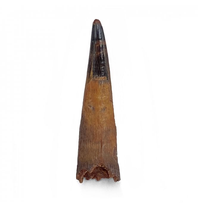 Cretaceous Ornithocheirid Pterosaur Tooth from Kem Kem, Morocco (SKU V5889):- Siroccopteryx moroccensis