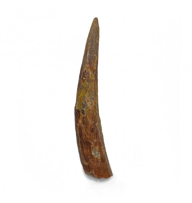 Cretaceous Ornithocheirid Pterosaur Tooth from Kem Kem, Morocco (SKU V5890):- Siroccopteryx moroccensis