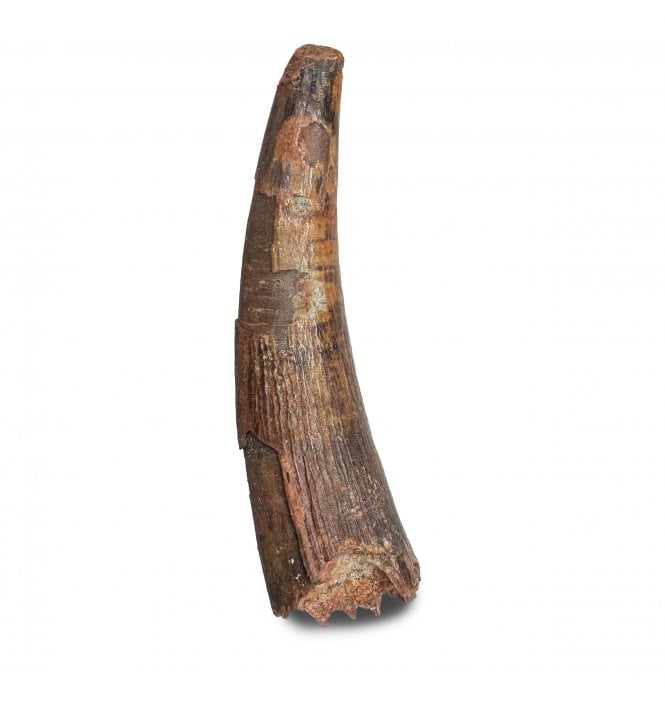 Cretaceous Ornithocheirid (Pterosaur) Tooth from Morocco (SKU V8247):- Siroccopteryx cf. moroccensis