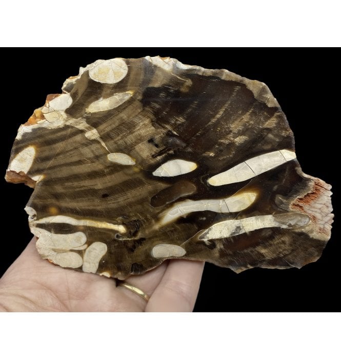 Cretaceous ‘Peanut Wood’ Worm Burrow Petrified Drift Wood from Western Australia (SKU OF2100):- Araucaria sp.