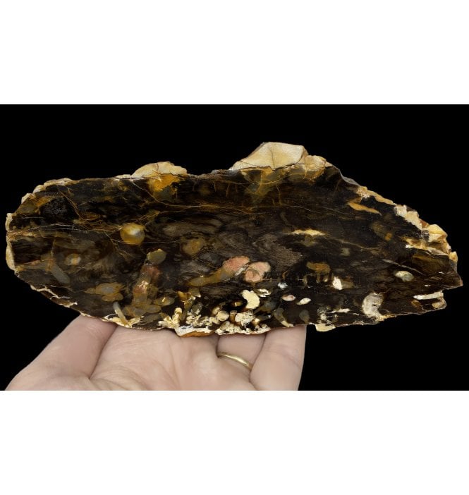 Cretaceous ‘Peanut Wood’ Worm Burrow Petrified Drift Wood from Western Australia (SKU OF2101):- Araucaria sp.
