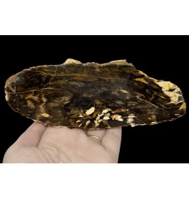Cretaceous ‘Peanut Wood’ Worm Burrow Petrified Drift Wood from Western Australia (SKU OF2102):- Araucaria sp.