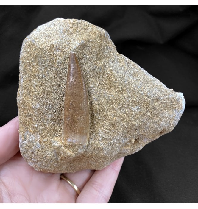 Cretaceous Plesiosaur (Loch Ness Monster) Tooth from Morocco (SKU V3072):- Zarafasaura oceanis