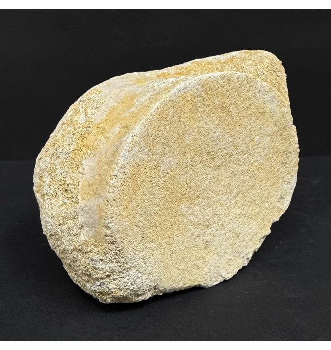 Cretaceous Plesiosaurus Vertebra from Morocco (SKUV8932):- Zarafasaura oceanis