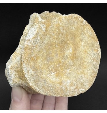 Cretaceous Plesiosaurus Vertebra from Morocco (SKUV9343) AW77:- Zarafasaura oceanis