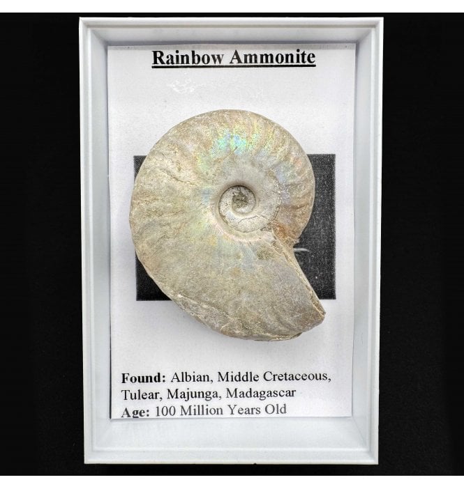 Cretaceous Rainbow Ammonite (SKU G64)