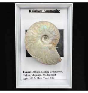 Cretaceous Rainbow Ammonite (SKU G64)