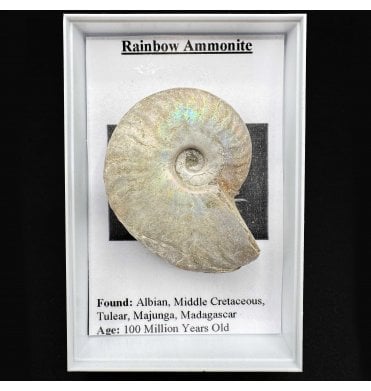 Cretaceous Rainbow Ammonite (SKU G64)