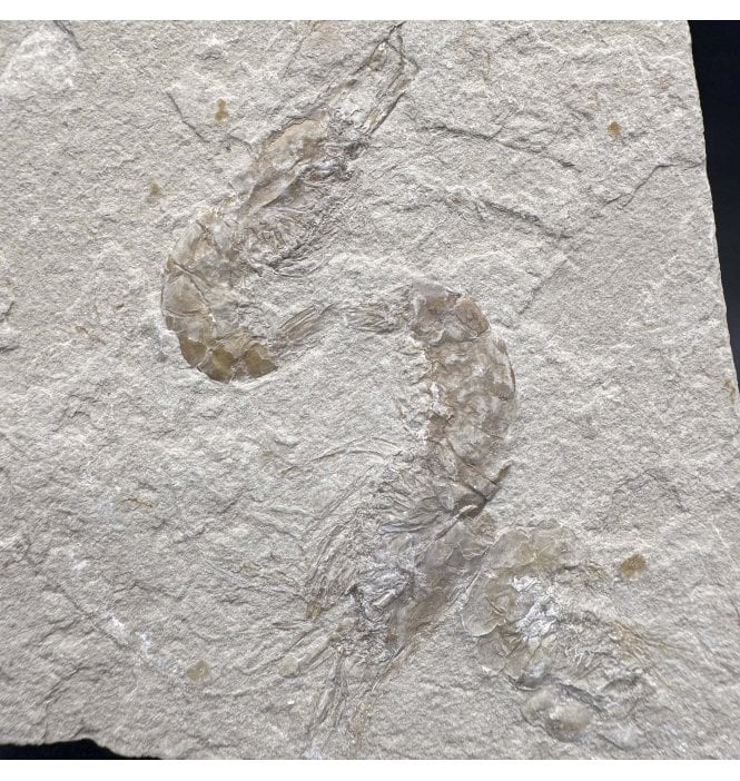 Cretaceous Shrimp/ Lobster Cluster from the Lebanon, Middle East (SKU OF3691):- Carpopenaeus callirostris