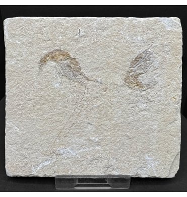 Cretaceous Shrimp/ Lobster Cluster from the Lebanon, Middle East (SKU OF3922):- Carpopenaeus callirostris