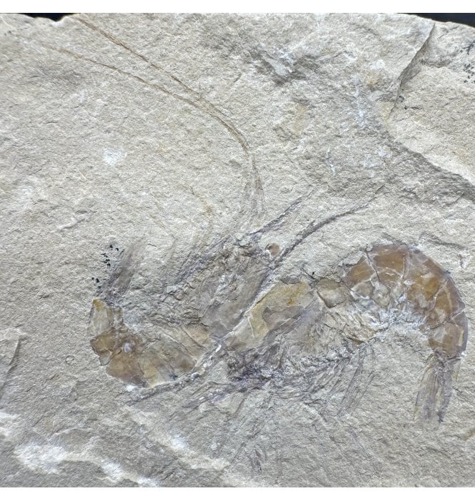 Cretaceous Shrimp/ Lobster Cluster from the Lebanon, Middle East (SKU OF4077):- Carpopenaeus callirostris