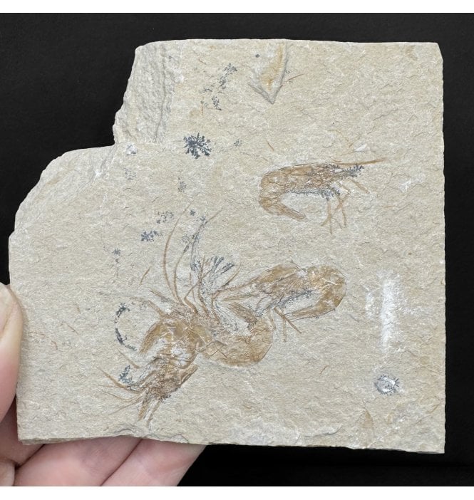 Cretaceous Shrimp/ Lobster Cluster from the Lebanon, Middle East (SKU OF4291):- Carpopenaeus callirostris