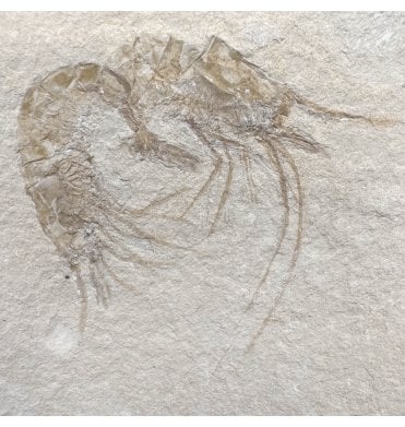 Cretaceous Shrimp/ Lobster Cluster from the Lebanon, Middle East (SKU OF4443):- Carpopenaeus callirostris