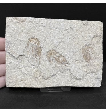 Cretaceous Shrimp/ Lobster Cluster from the Lebanon, Middle East (SKU OF4453):- Carpopenaeus callirostris