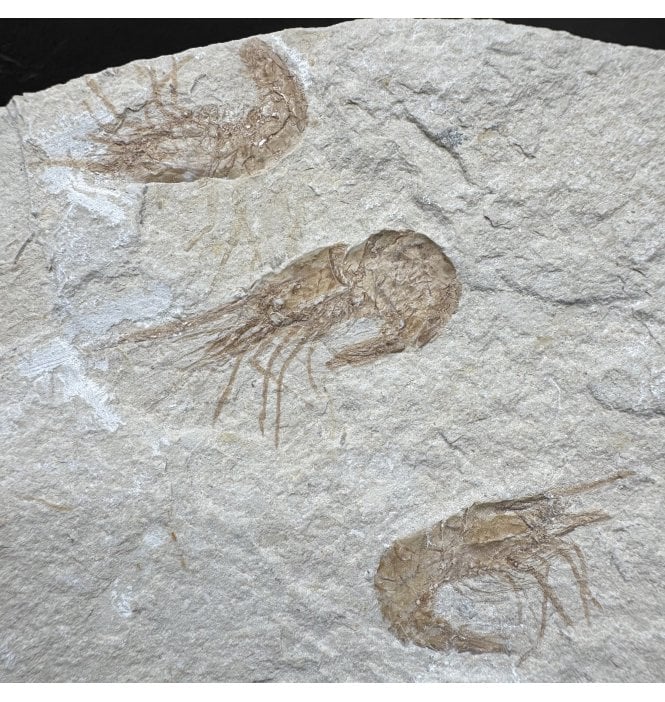 Cretaceous Shrimp/ Lobster Cluster from the Lebanon, Middle East (SKU OF4454):- Carpopenaeus callirostris