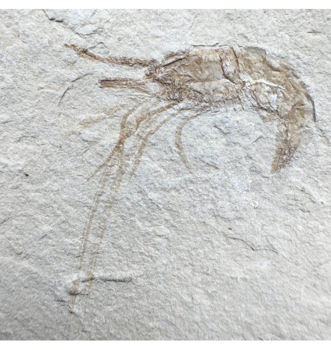 Cretaceous Shrimp/ Lobster from the Lebanon, Middle East (SKU OF4441):- Carpopenaeus callirostris