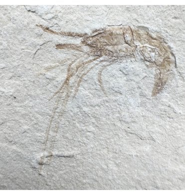 Cretaceous Shrimp/ Lobster from the Lebanon, Middle East (SKU OF4441):- Carpopenaeus callirostris