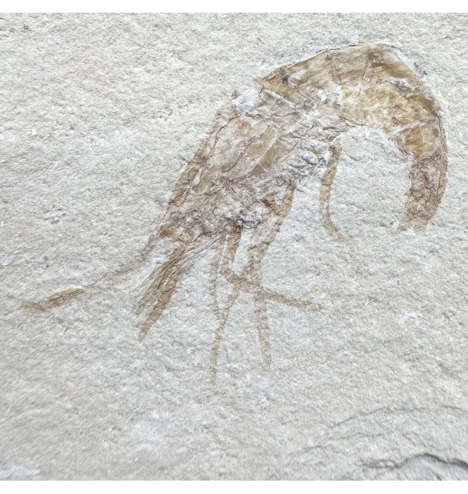 Cretaceous Shrimp/ Lobster from the Lebanon, Middle East (SKU OF4442):- Carpopenaeus callirostris