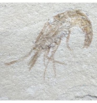 Cretaceous Shrimp/ Lobster from the Lebanon, Middle East (SKU OF4442):- Carpopenaeus callirostris