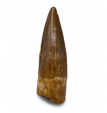 Cretaceous Spinosaurus Tooth from Kem Kem, Morocco (SKU V9323):- Spinosaurus sp. indet.