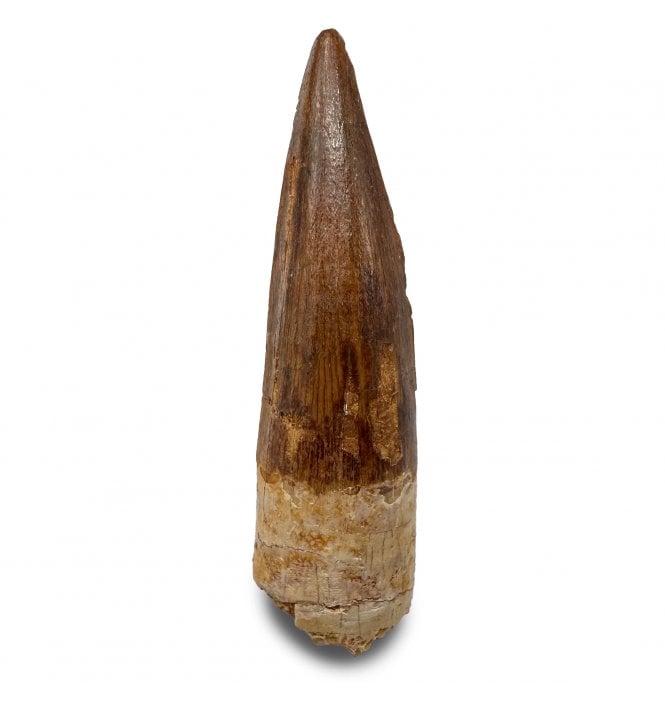 Cretaceous Spinosaurus Tooth from Kem Kem, Morocco (SKU V9324):- Spinosaurus sp. indet.