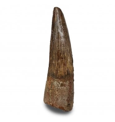 Cretaceous Spinosaurus Tooth from Kem Kem, Morocco (SKU V9326):- Spinosaurus sp. indet.