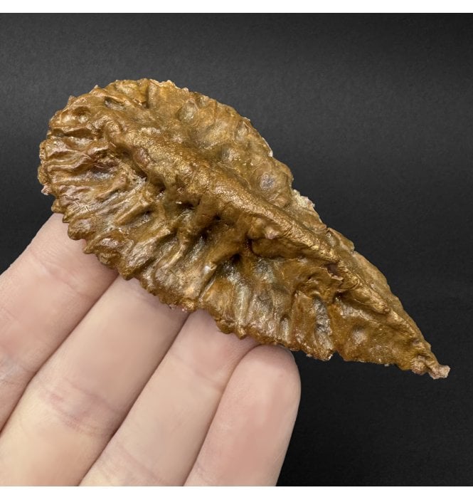 Cretaceous ‘Super Croc’ Crocodile Dermal Scute from Morocco (SKU V9264):- Elosuchus cherifiensis