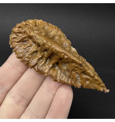 Cretaceous ‘Super Croc’ Crocodile Dermal Scute from Morocco (SKU V9264):- Elosuchus cherifiensis