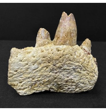 Cretaceous ‘Super Croc’ Crocodile Partial Jaw with Teeth from Morocco (SKU V9151):- Elosuchus cherifiensis