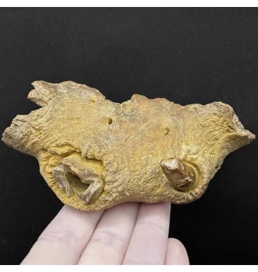 Cretaceous ‘Super Croc’ Crocodile Partial Jaw with Tooth from Morocco (SKU V8664):- Elosuchus cherifiensis